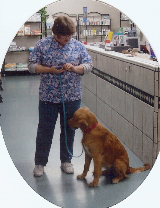 Lucy - Golden Retriever